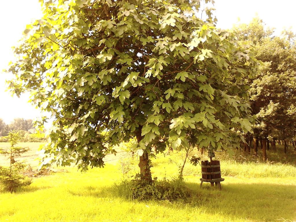 Green Fields Pádua Exterior foto